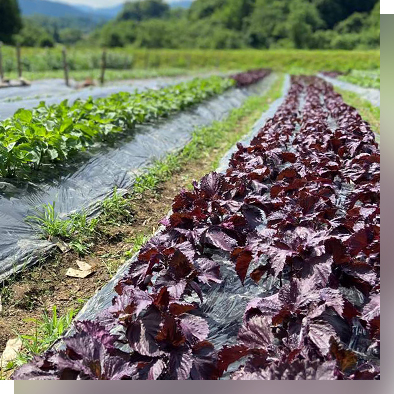 富山県産紫蘇栽培