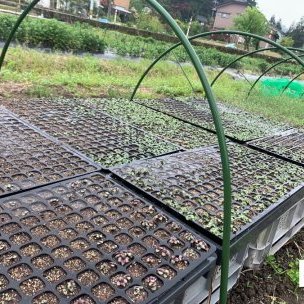 【代表コラム No.３】HERBAL8紫蘇が、世界のウェルビーイングのスタンダードになる日。