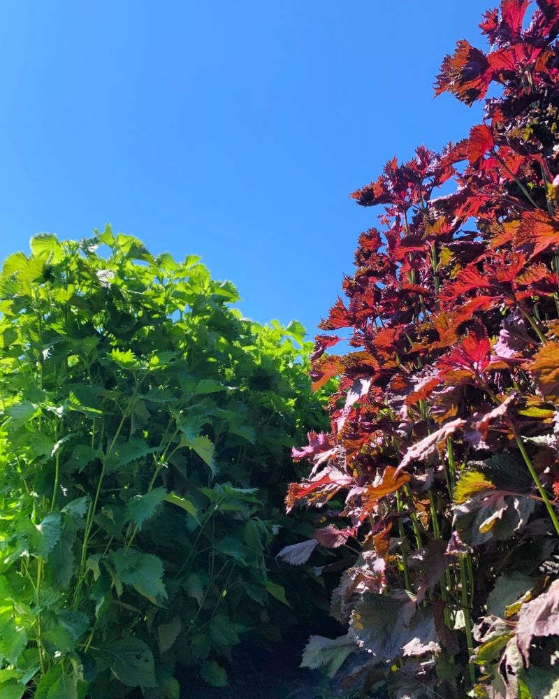 HERBAL8が考える「新しい働き方」 従業員のウェルネス(心と体の健康)は、もはや単なる福利厚生ではありません。社員がイキイキと働き、企業の生産性を高めるための重要な経営戦略です。 そこで注目さ