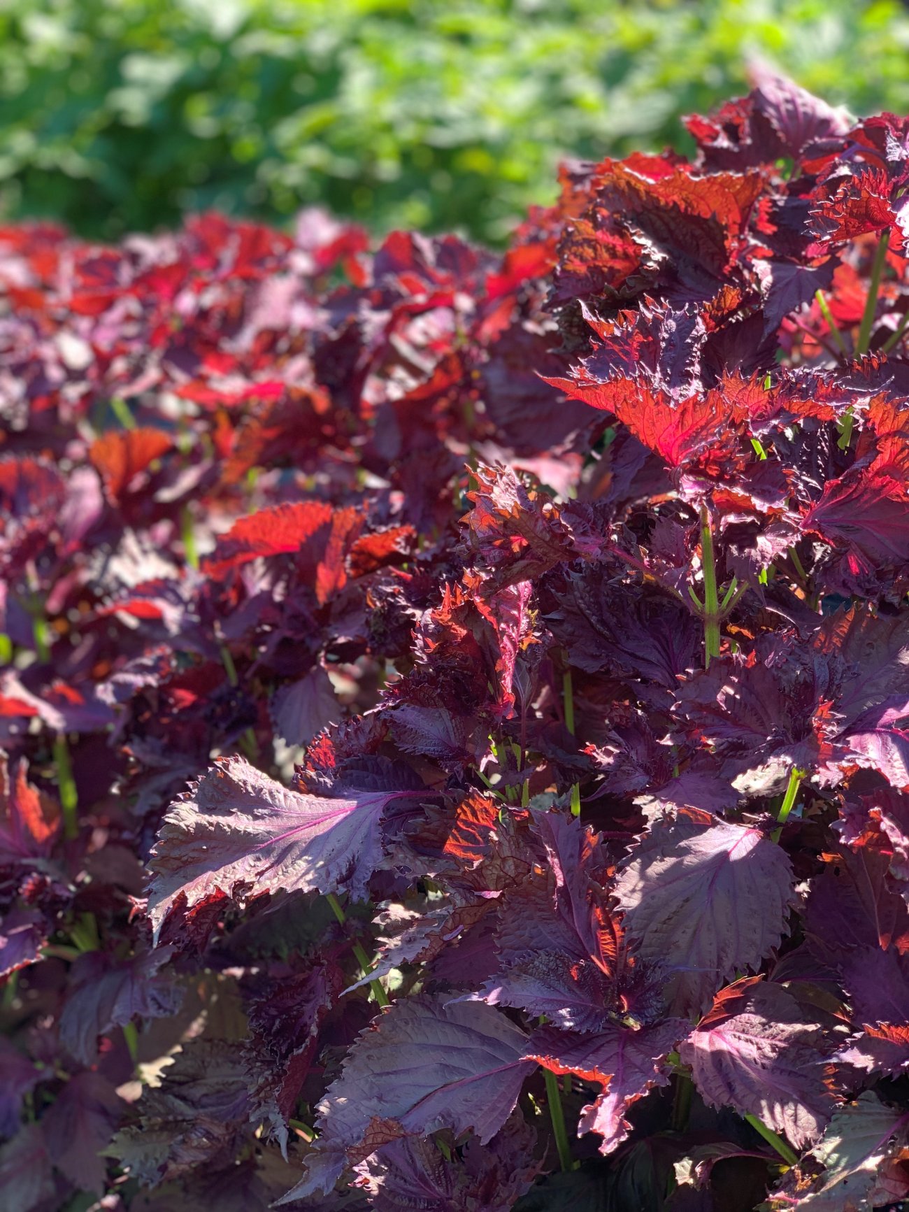 3. 純度を極める「独自抽出」と「品質保証」  栽培された香り高い紫蘇から、その魅力を余すことなく引き出すのが、私たちの独自の抽出技術です。私たちは、成分の劣化を最小限に抑え、最もピュアで安定した香気